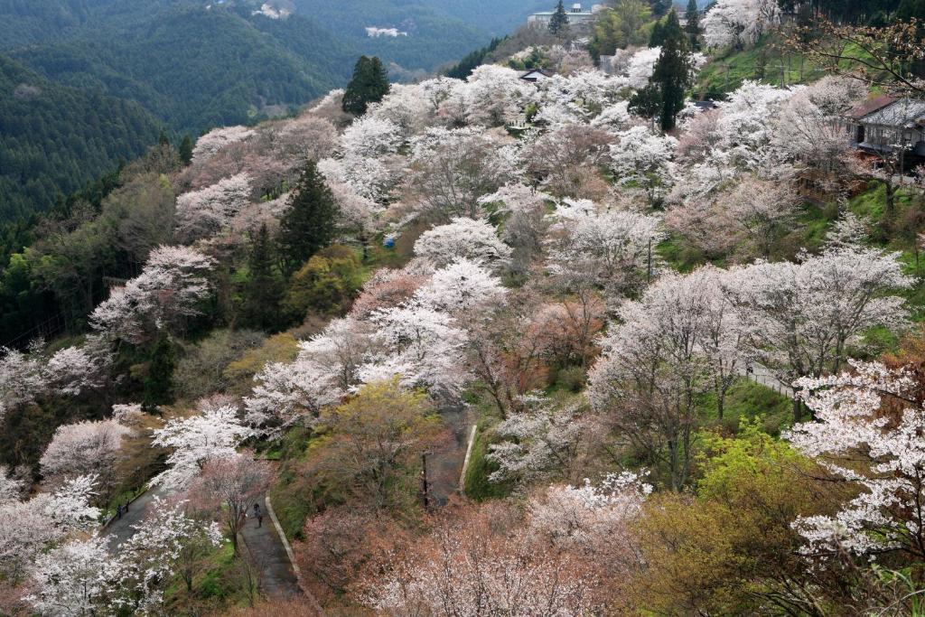 Ryokan Kato Yoshino  Bagian luar foto